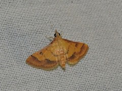 Ischnurges luteomarginalis