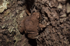 Physalaemus biligonigerus