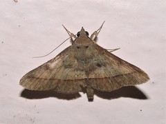 Hypospila bolinoides