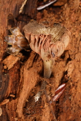 Entoloma cuboideum