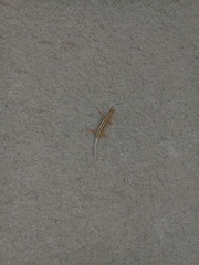 Sphenomorphus sanctus