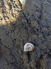 Echinolittorina modesta