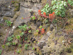 Sedum spathulifolium