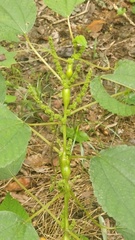 Neolasioptera boehmeriae