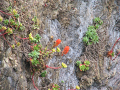 Sedum spathulifolium