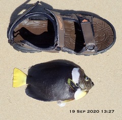 Chaetodontoplus meredithi