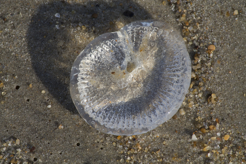 Aequoreidae