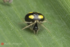 Theridula gonygaster