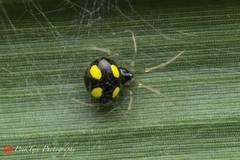 Theridula gonygaster