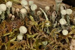 Cladonia grayi