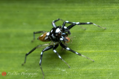 Phintella bifurcilinea