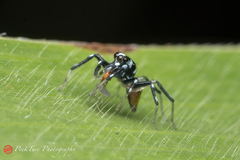 Phintella bifurcilinea