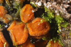 Ramsbottomia crechqueraultii