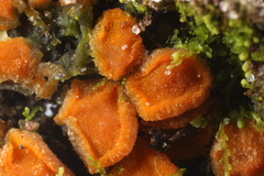 Ramsbottomia crechqueraultii