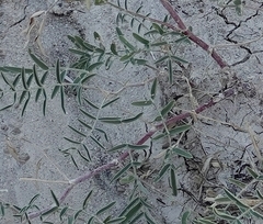 Astragalus gracilis