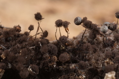 Collaria arcyrionema