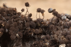 Collaria arcyrionema