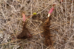 Lomatium cous