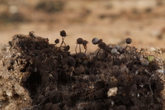 Collaria arcyrionema