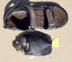 Chaetodontoplus meredithi