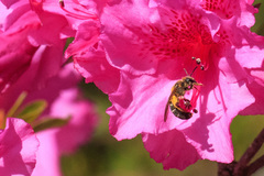 Halictus tripartitus