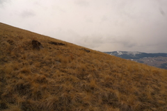 Lomatium cous