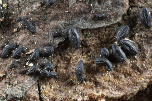 Representative image of Hysterium pulicare