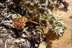 Lomatium cous