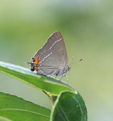 Satyrium eximia