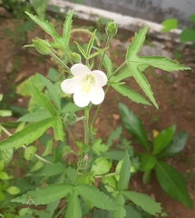 Hibiscus lobatus