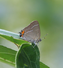 Satyrium eximia