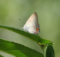 Satyrium eximia