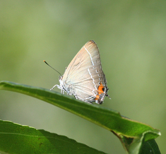 Satyrium eximia