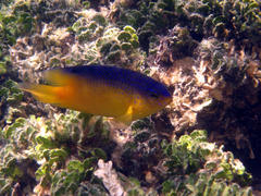 Stegastes leucostictus