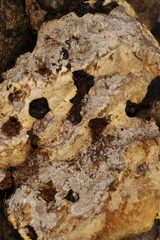 Inonotus glomeratus