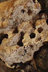 Inonotus glomeratus
