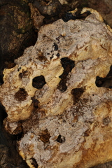 Inonotus glomeratus