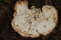 Calcipostia guttulata