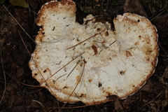 Calcipostia guttulata