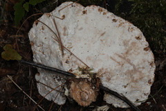 Calcipostia guttulata