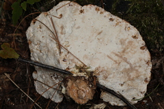Calcipostia guttulata