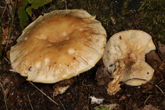 Leucopaxillus laterarius