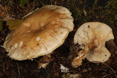 Leucopaxillus laterarius