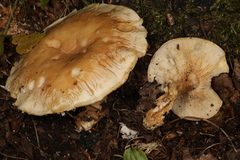 Leucopaxillus laterarius