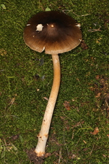 Amanita variicolor
