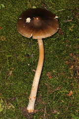 Amanita variicolor