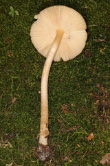 Amanita variicolor
