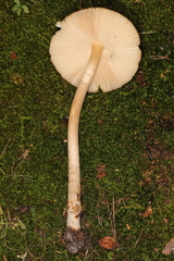 Amanita variicolor