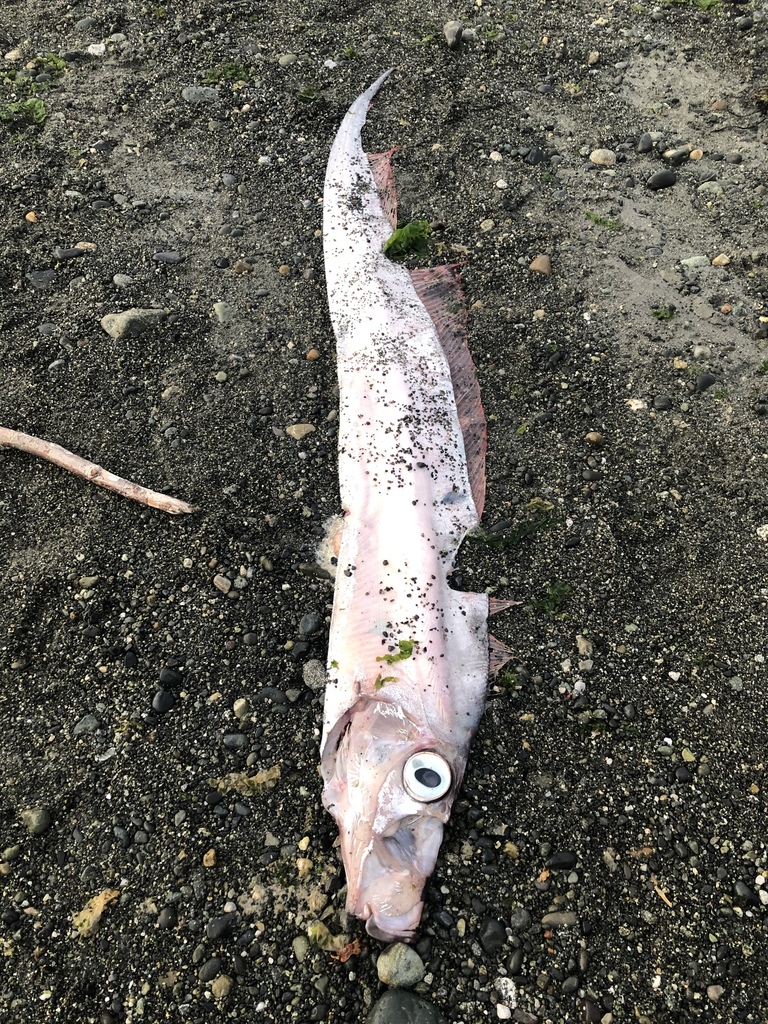 King-of-the-Salmon