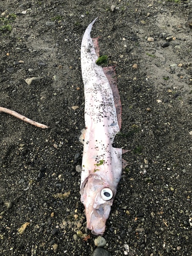 King-of-the-Salmon